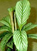 Calathea argyrophilla