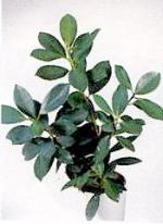 Ficus microcarpa var. crassifolia