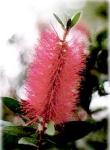 Callistemon