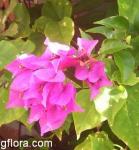 Bougainvillea