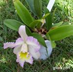 Laeliocattleya