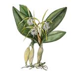 Epidendrum ciliare L.