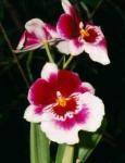 Miltoniopsis