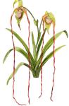 Phragmipedium