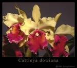 Cattleya dowiana