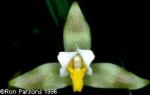 Lycaste deppei