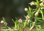 Maxillaria arbuscula