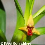 Maxillaria elatior