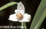 Maxillaria grandiflora 'Bob Hoffman'