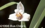 Maxillaria grandiflora &#039;Bob Hoffman&#039;