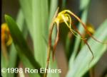 Maxillaria lepidota