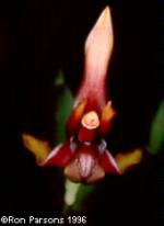 Maxillaria rhombea