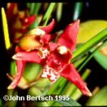 Maxillaria tenuifolia