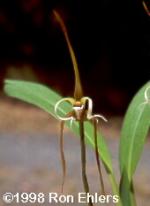 Maxillaria fractiflexa