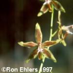 Odontoglossum mirandum