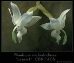 Stanhopea reichenbachiana