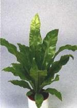 Asplenium australasicum (J. Sm.) Hook. (Asplenium nidus L. var. australasicum J. Sm.)