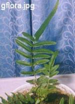 Pteris longifolia