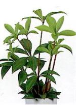 Peperomia pereskiifolia