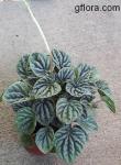 Peperomia