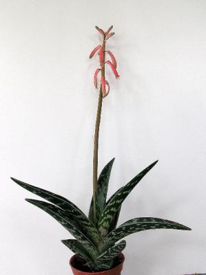 Aloe variegata