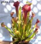 Sarracenia