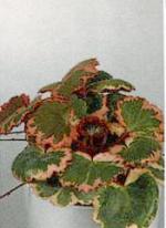 Saxifraga stolonifera 'Tricolor'