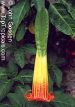 Brugmansia sanguinea