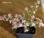 Pilea microphylla 'Variegata'