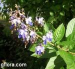 Clerodendrum myricoides &#039;Ugandense&#039;, C. ugandense